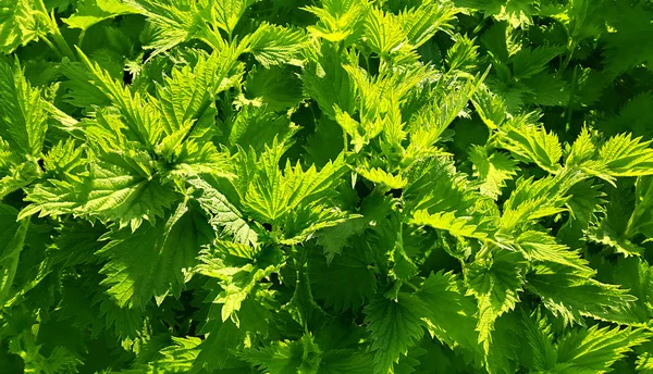 Urtiga de picada verde (urtica dioica ) — Fotografia de Stock