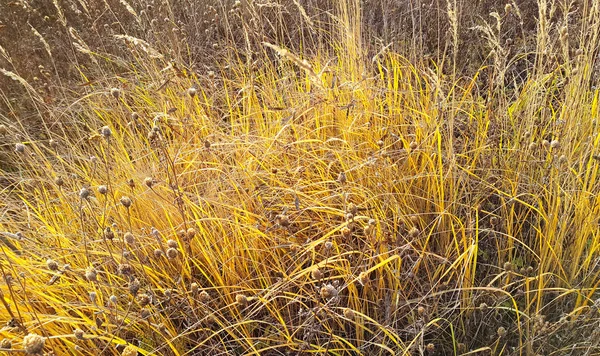 Осенний фон с сухими солнечными травами — стоковое фото