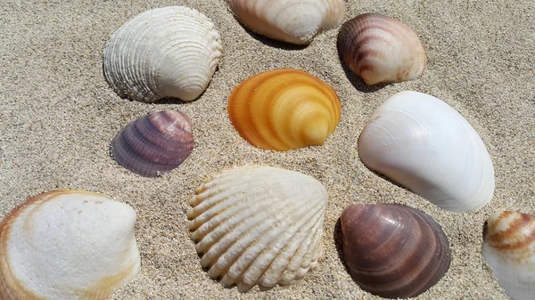 Морские раковины на песчаном фоне — стоковое фото
