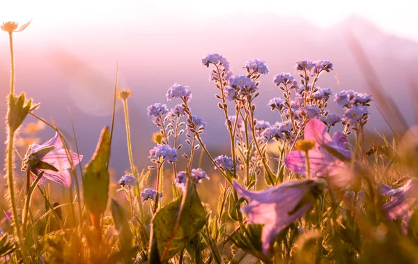 Flores de montaña a la luz del sol —  Fotos de Stock