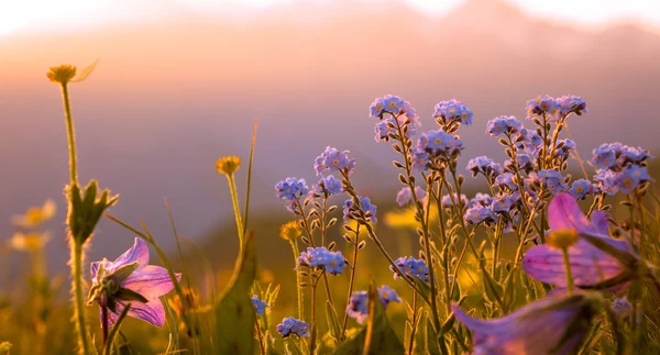 Flores de montaña a la luz del sol Fotos De Stock