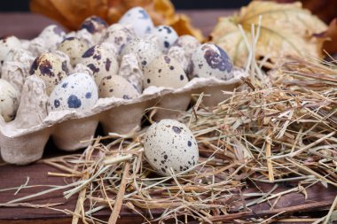 bıldırcın yumurtası