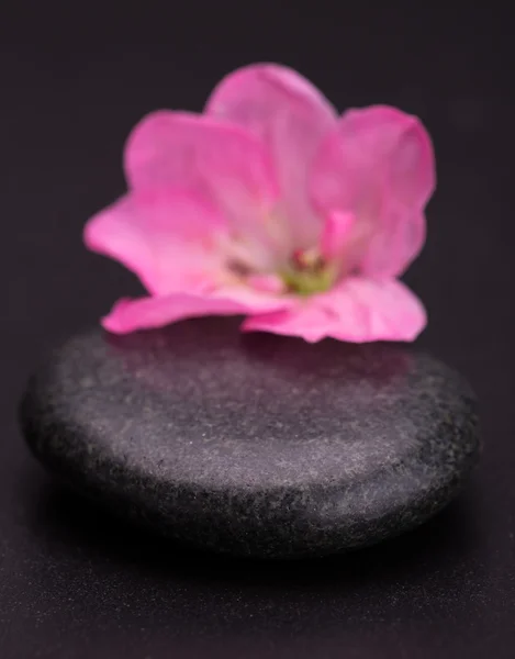 Stein und Blütenblatt — Stockfoto