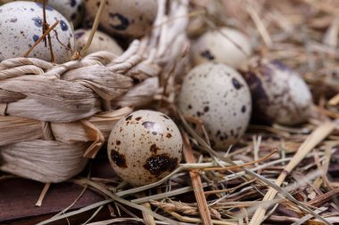 bıldırcın yumurtası