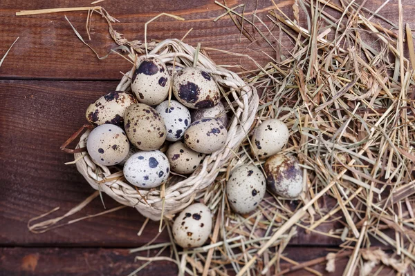 Vaktelägg — Stockfoto