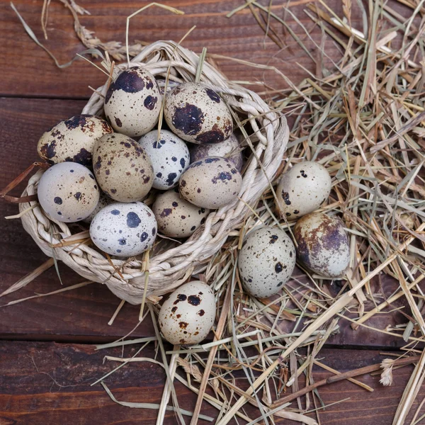 Vaktelägg — Stockfoto