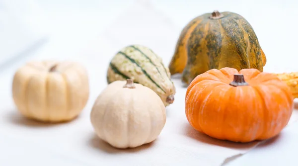 Different pumpkins — Stock Photo, Image