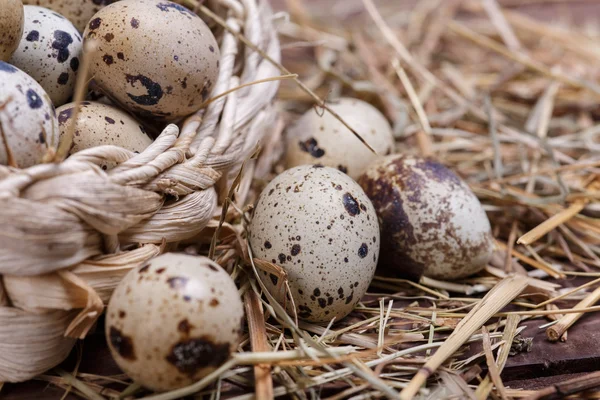 Quail eggs — Stock Photo, Image