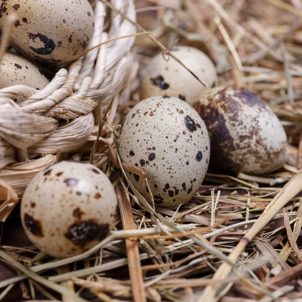 Quail eggs — Stock Photo, Image