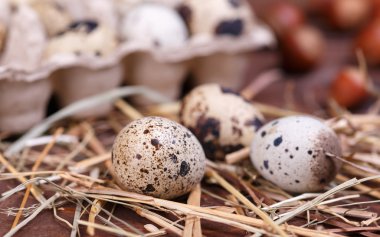 bıldırcın yumurtası