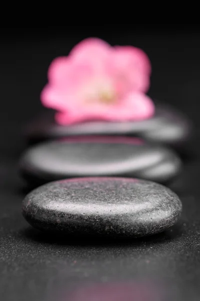 Stein und Blütenblatt — Stockfoto