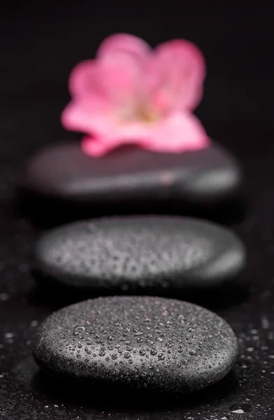 Stone and petal — Stock Photo, Image