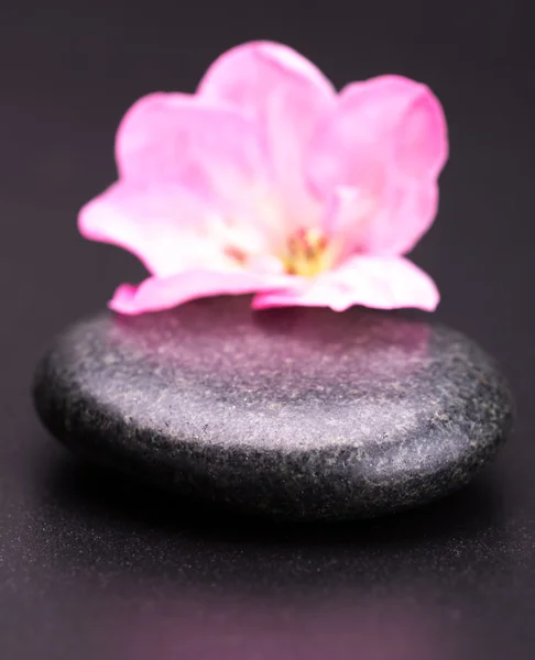 Stone and petal — Stock Photo, Image