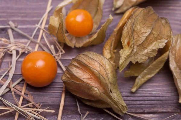 Physalis — Fotografia de Stock