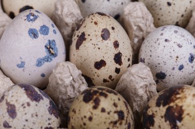 bıldırcın yumurtası