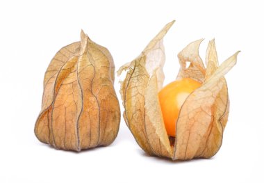 Physalis