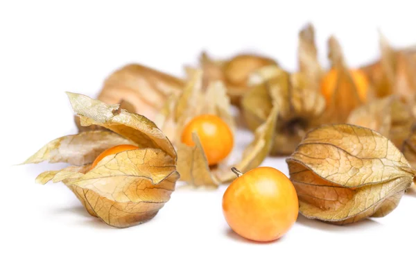 Zralé physalis na bílé — Stock fotografie