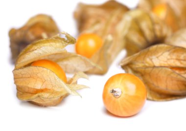 Physalis