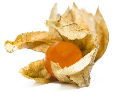 Physalis