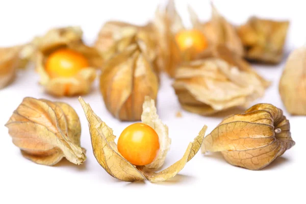 Physalis — Stock fotografie