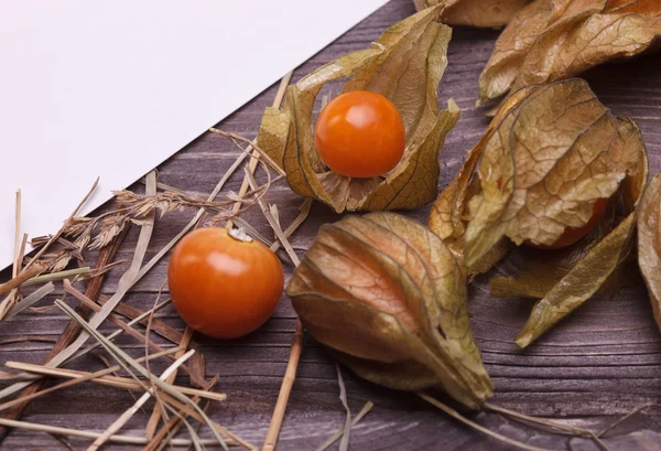 Physalis — Stockfoto