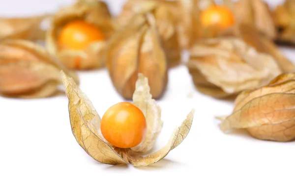 Physalis — Fotografia de Stock