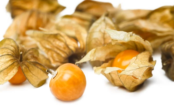 Physalis — Fotografia de Stock