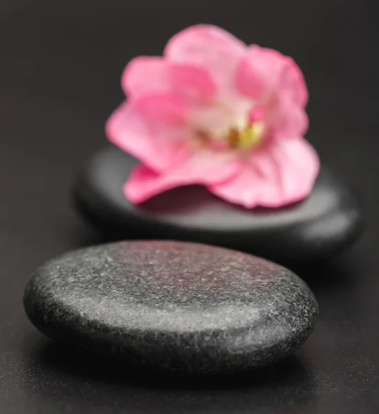 Stone and petal — Stock Photo, Image