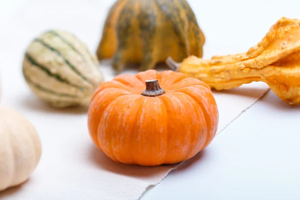 Different pumpkins — Stock Photo, Image