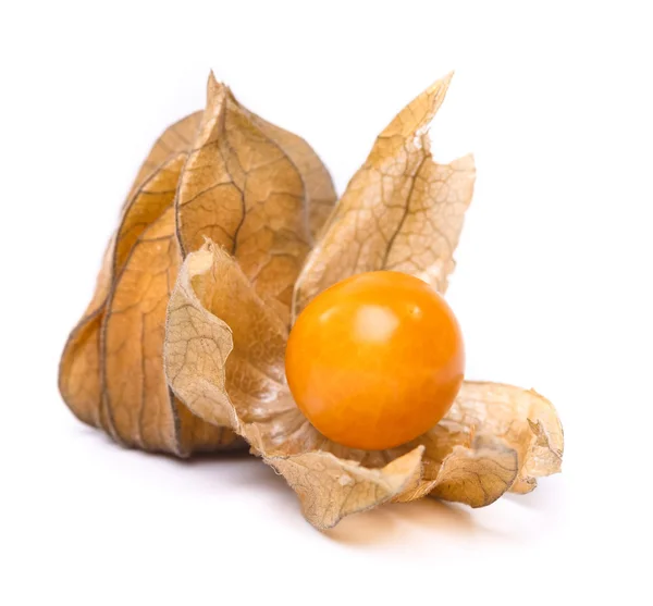 Physalis — Fotografia de Stock