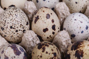 bıldırcın yumurtası