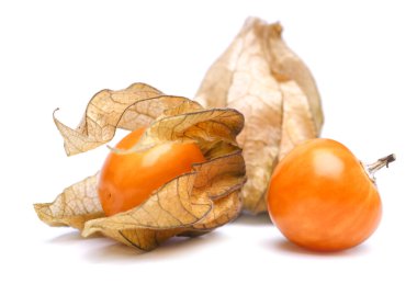 Physalis