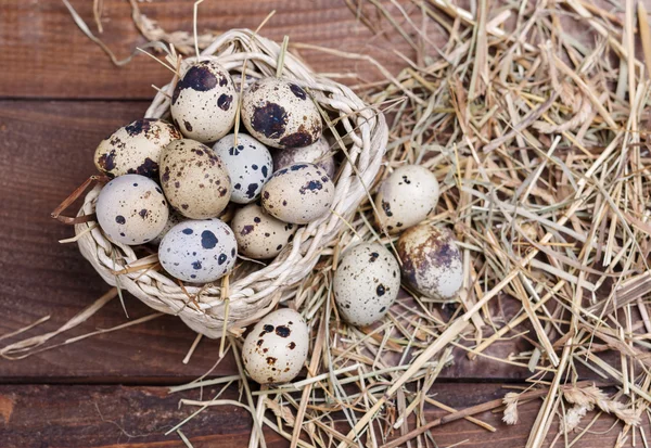 Vaktelägg — Stockfoto