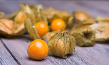 Physalis