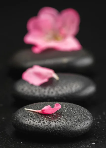 Spa stenen en petal — Stockfoto