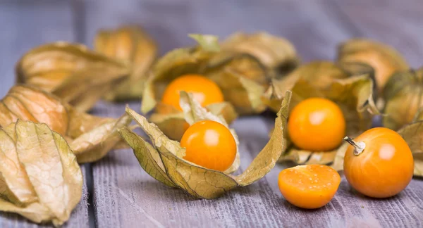 Physalis — Stock fotografie