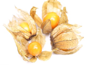 Physalis