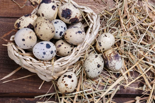 Vaktelägg — Stockfoto