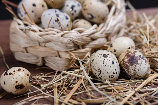 Vaktelägg — Stockfoto