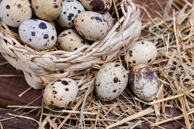 bıldırcın yumurtası