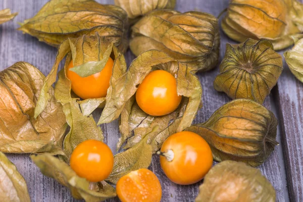 Physalis — Stockfoto