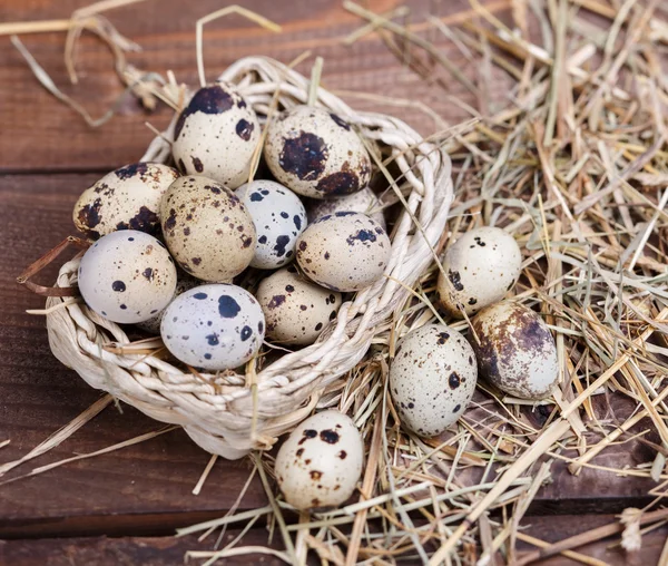 Vaktelägg — Stockfoto