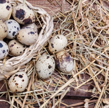 bıldırcın yumurtası