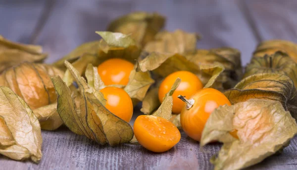 Physalis — Stockfoto