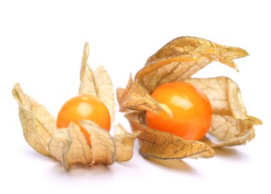 Physalis