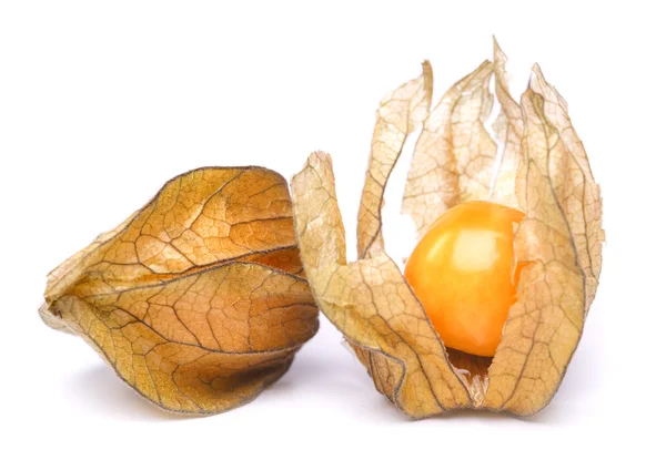 Physalis — Stock fotografie