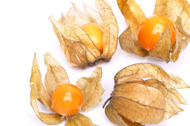 Physalis
