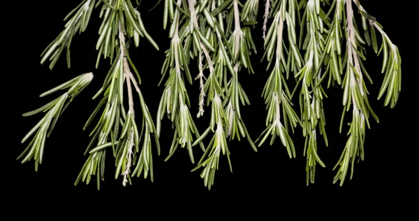 Rosemary — Stock Photo, Image