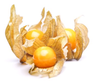 Physalis
