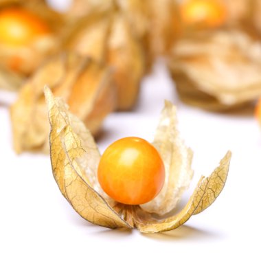 Physalis